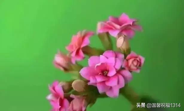 长寿花母亲节,母亲节长寿花视频