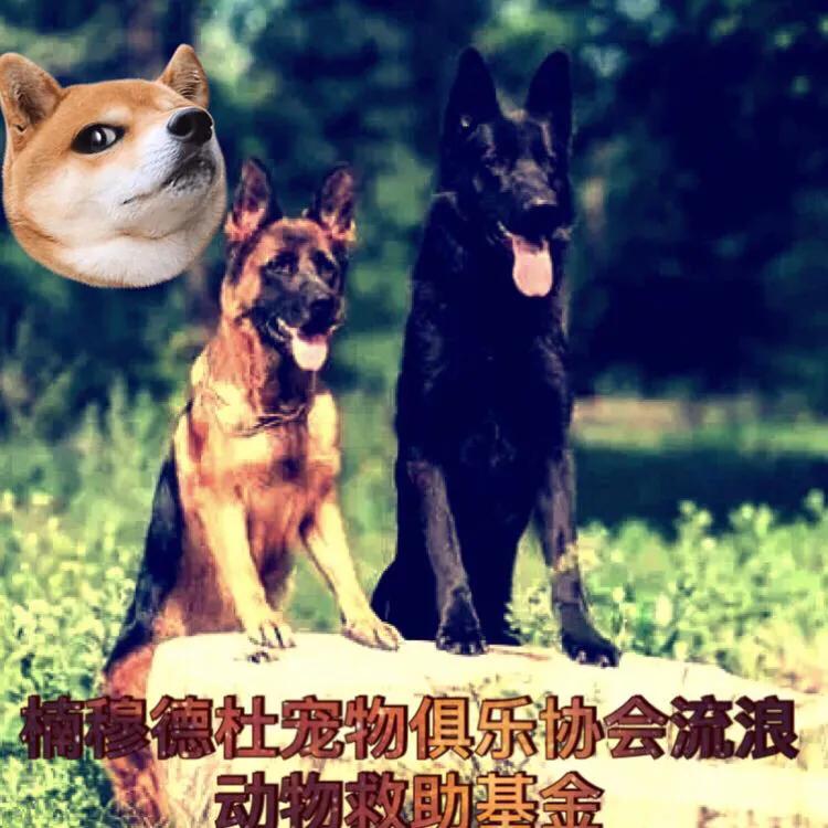 东德牧羊犬与以前的德牧,东德牧羊犬西德牧羊犬智商