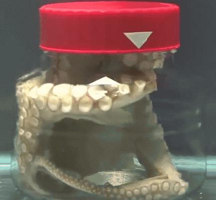 章鱼外星生物是干什么的,外星生物章鱼