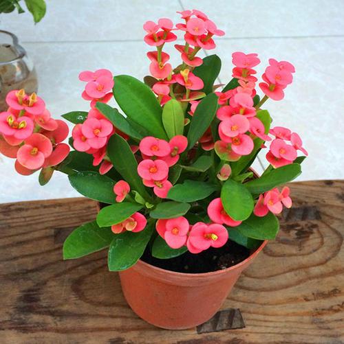 虎刺梅花有毒吗可以在卧室养吗,虎刺梅有毒吗