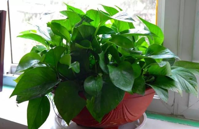 淘米水啤酒养绿萝,绿萝浇了淘米水就烂根了怎样挽救