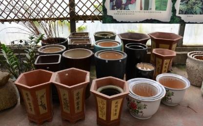 新手养花怎么让花不死,养花新手都养不死的植物