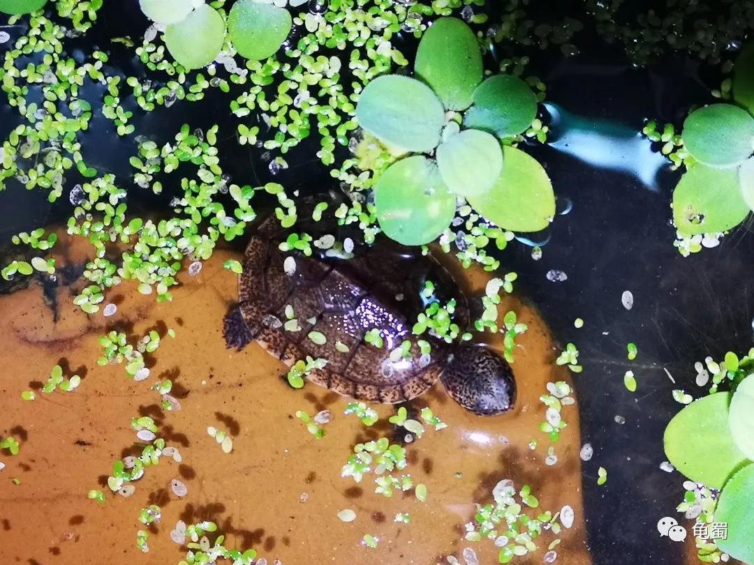 蛋龟之斑纹泥龟的介绍,蛋龟漂亮