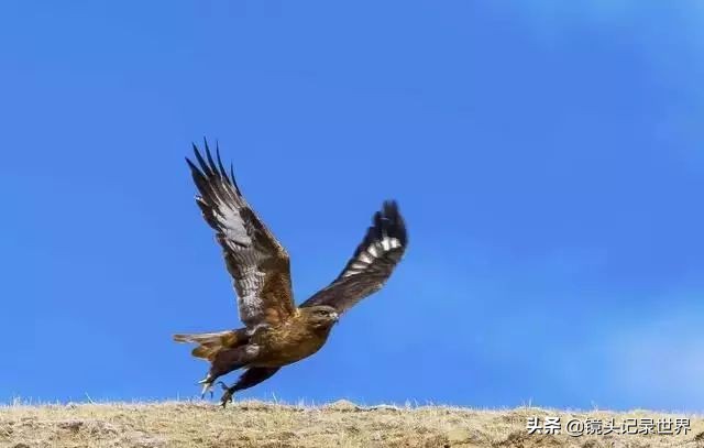 后键对焦怎么设置最清晰,后键对焦拍照技巧