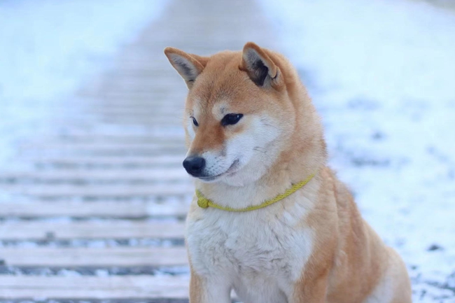柴犬大便什么样才叫正常,柴犬便便前面硬后面一点点稀的