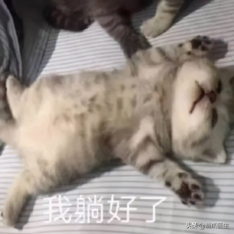 x光猫爪辟谣,猫爪x光是真的吗