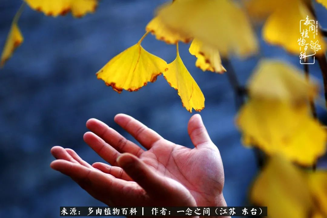 一见多肉误终生,一见多肉误终生从此入了养花坑