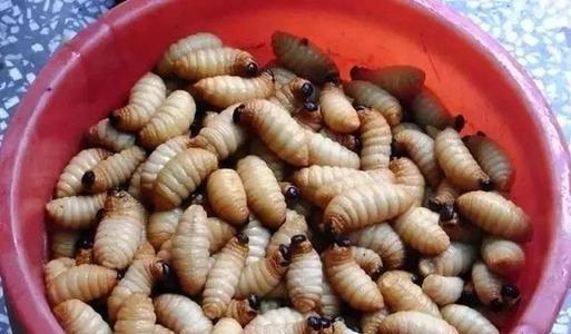 四川正宗笋虫的做法,野生笋虫图片