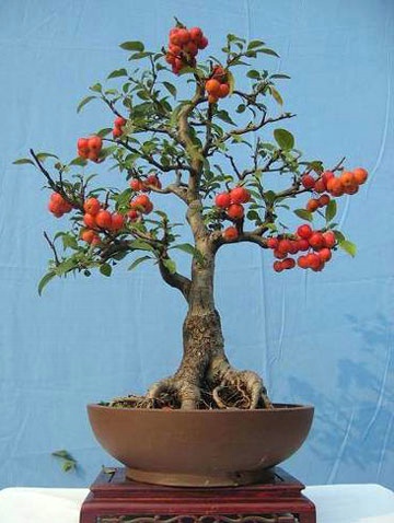 种满山的山楂树,庭院种植精品山楂树