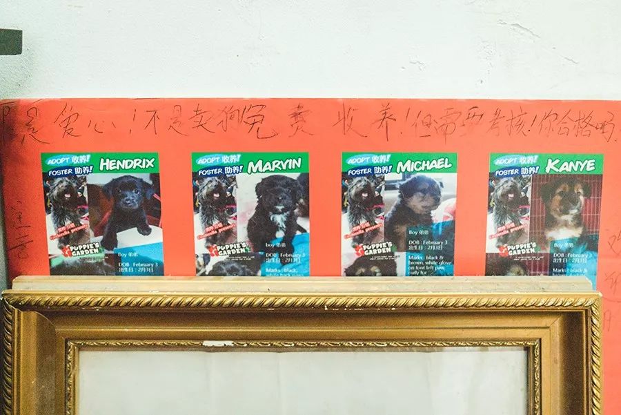 救流浪狗的真实记录,一外国人来中国救助流浪狗