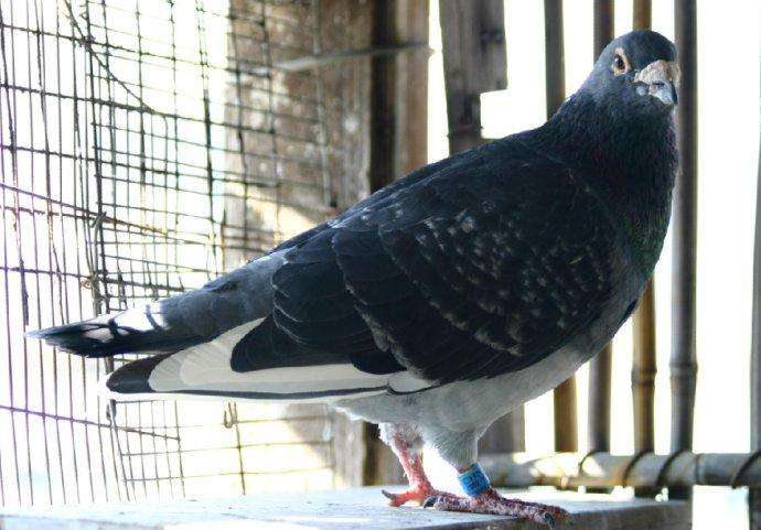 赛鸽归巢怎么恢复疲劳,怎么消除赛鸽的疲劳