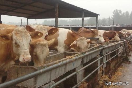 牛吃什么容易生长,牛需要喂盐吗