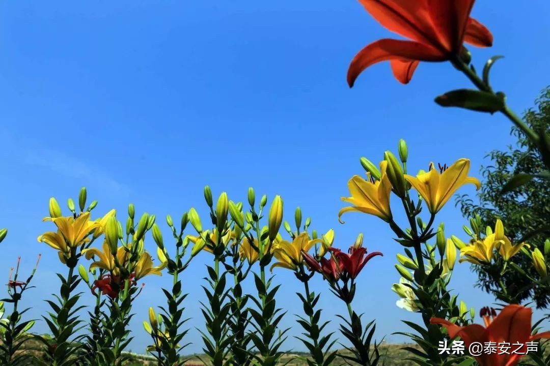 泰山百合和园简介,泰山百合和园