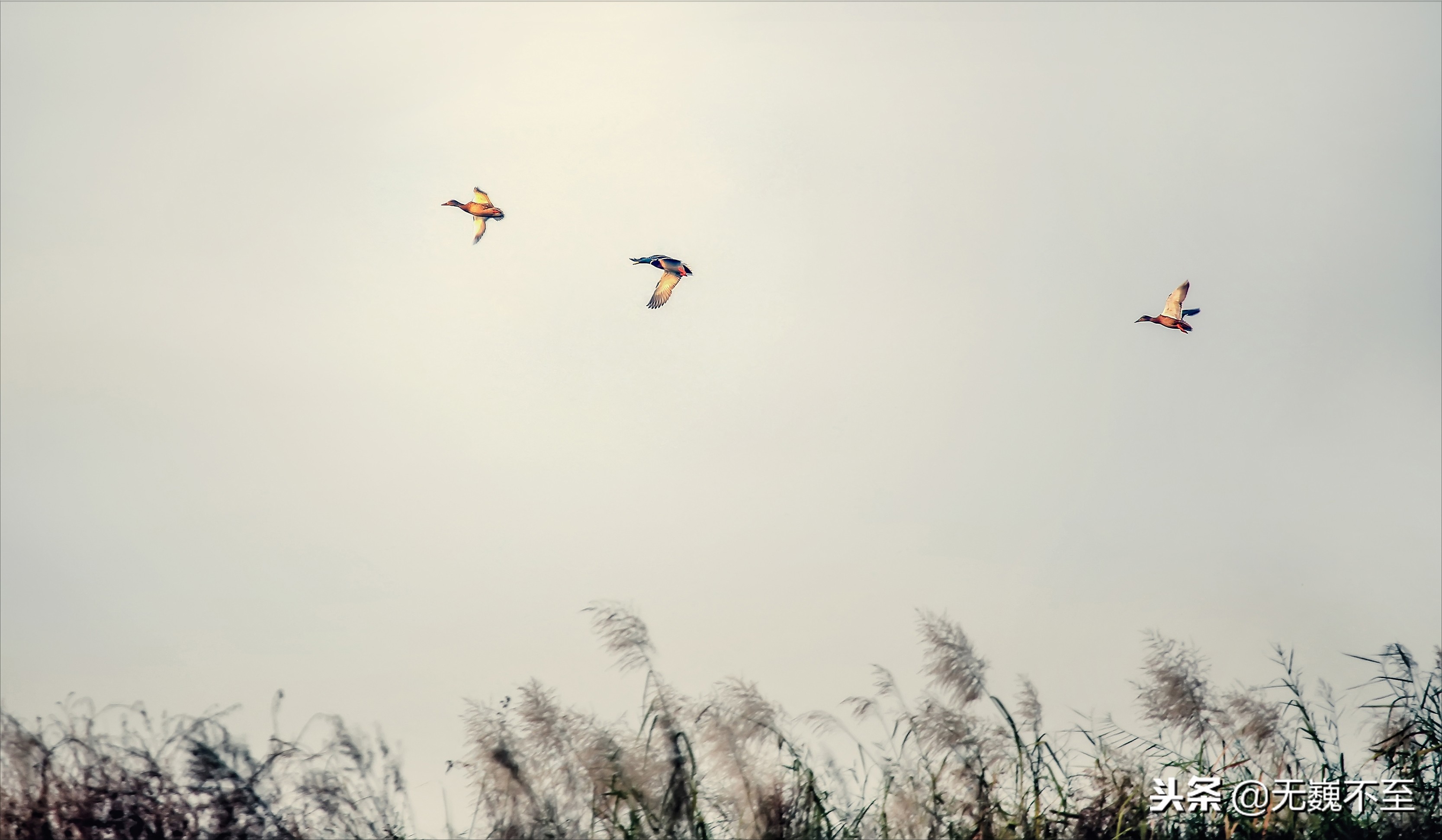 成都金堂未来有哪些变化,金堂十四景全景