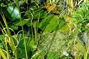 创造自然龟龟环境(翻译国外文章)