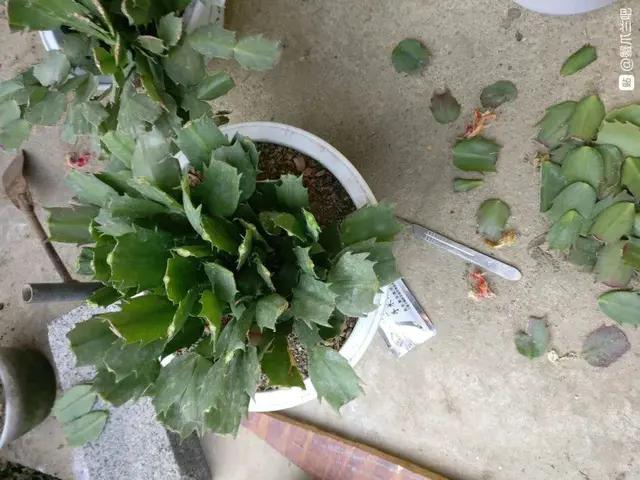 夏天种花不浇水的小窍门,哪十种花夏季少浇水