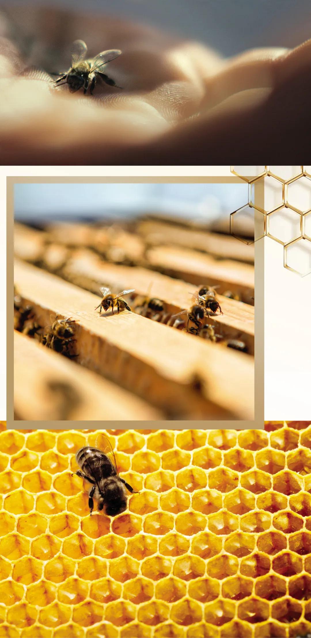 十年匠心，尽显“蜂”芒！法国娇兰绝美蜜境登陆太古汇