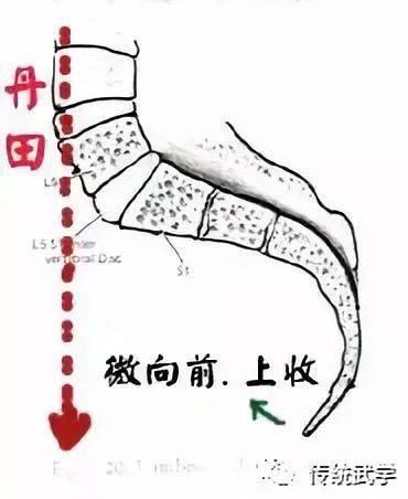 武术中尾闾的作用,武术尾闾