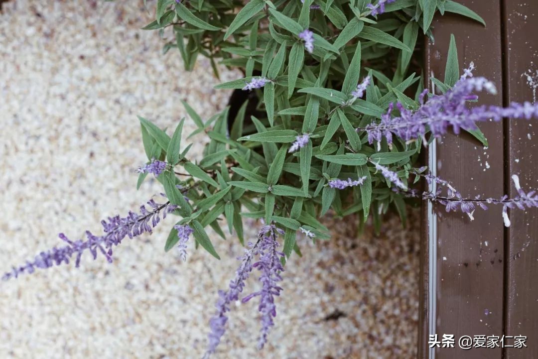 她买下32㎡上海老旧学区房,为女儿打造小桃园,还有超舒适大庭院