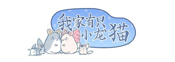 龙猫漫画视频大全,龙猫漫画真正的样子