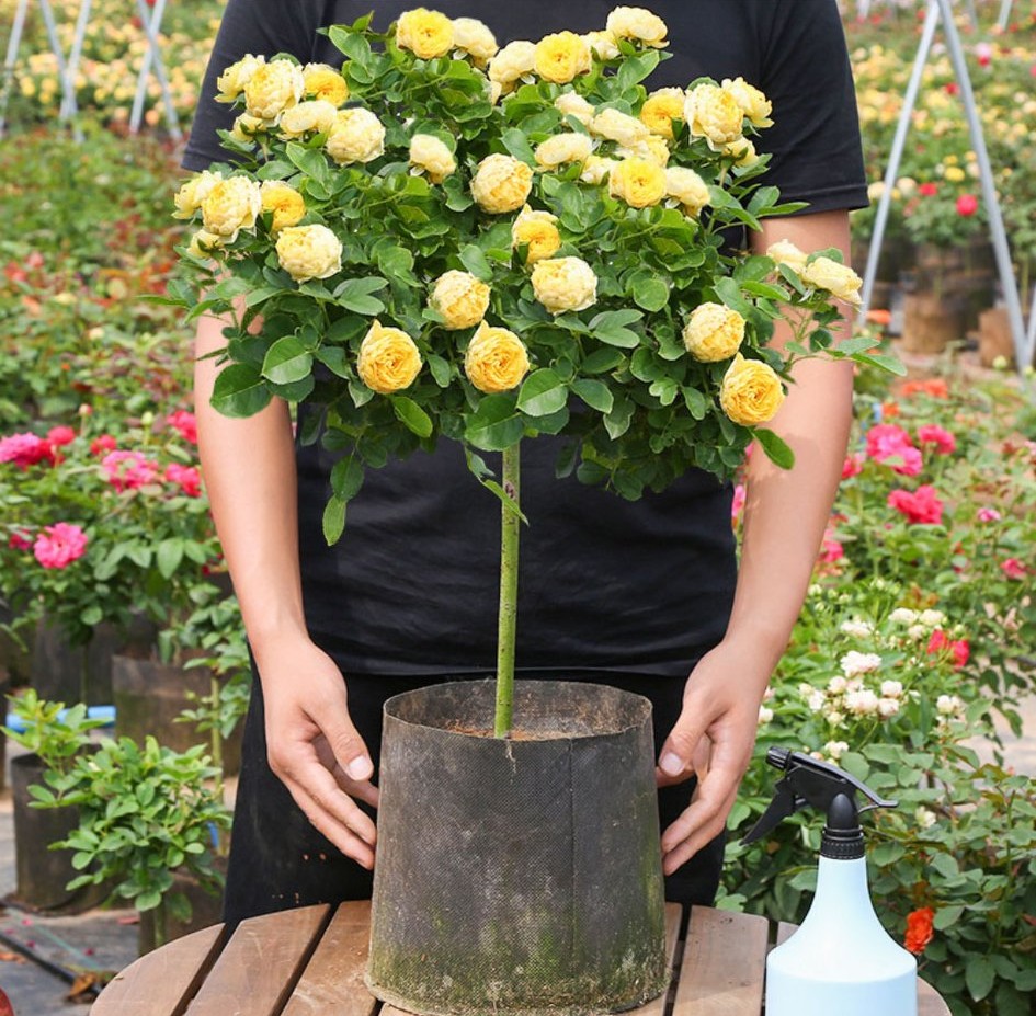 100种月季经典品种,100种经典月季品种