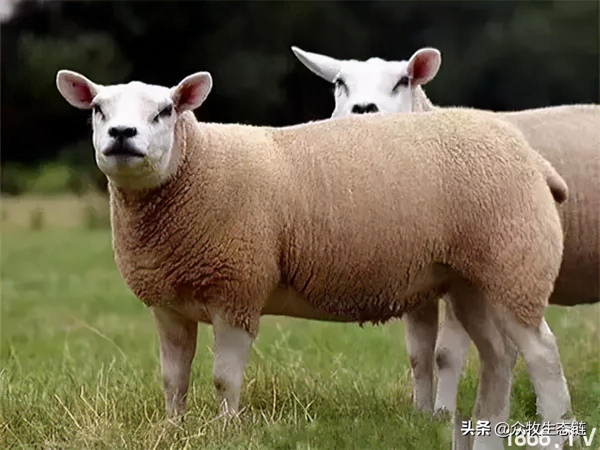 世界上最好的羊是哪个羊,世界最好的羊排名前十