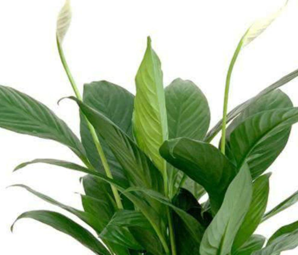 白掌长出新叶马上就发黑什么原因,白掌黑叶的原因