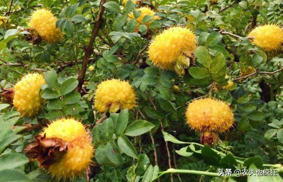 梨的种植与价值,梨的亩产及收益