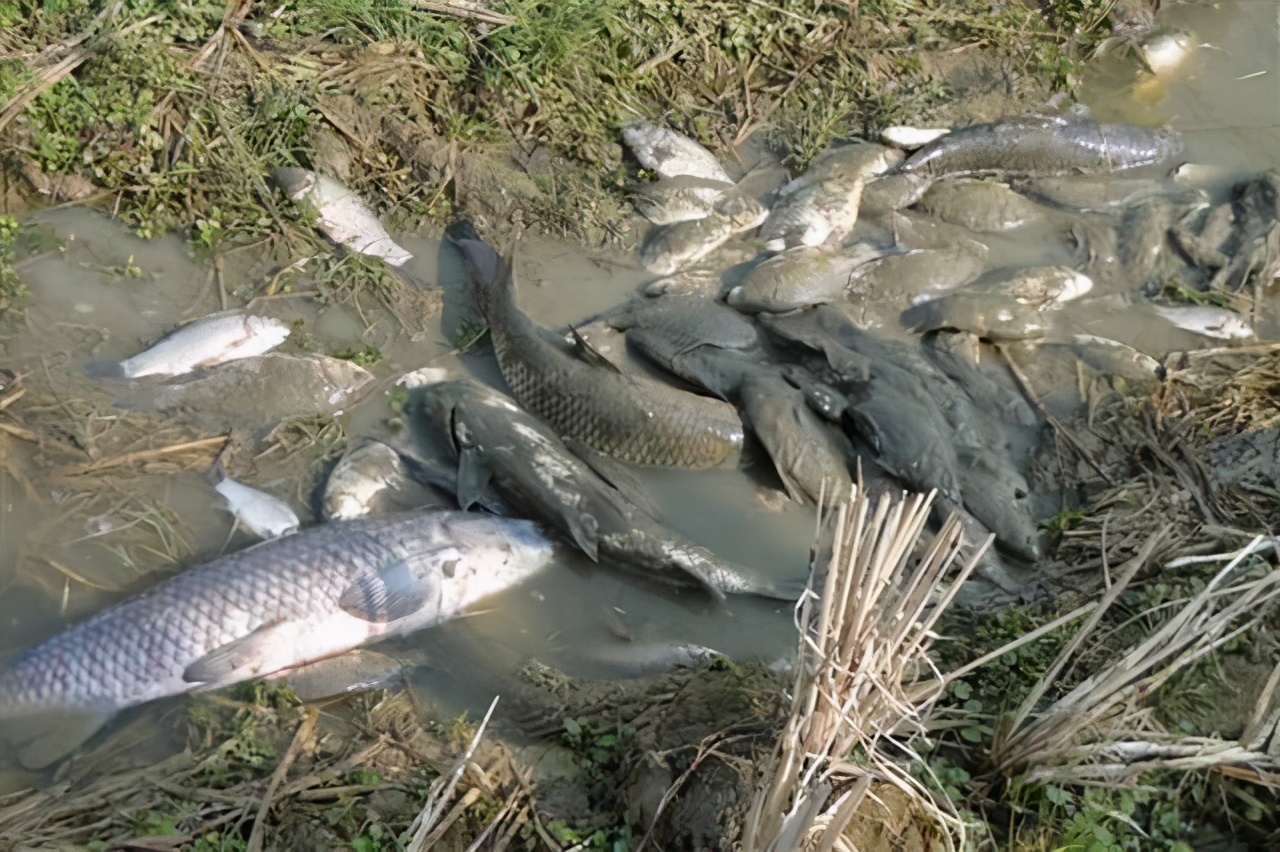 欧洲麦穗鱼泛滥,麦穗鱼入侵哪些国家