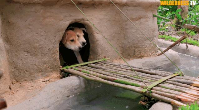 小哥哥徒手建房子,小伙为流浪狗打造温馨的城堡