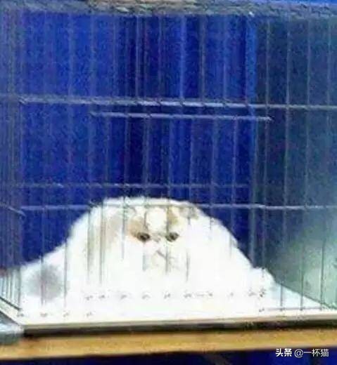 一根猫、一滩猫、一架猫，喵星人逆天姿势大全