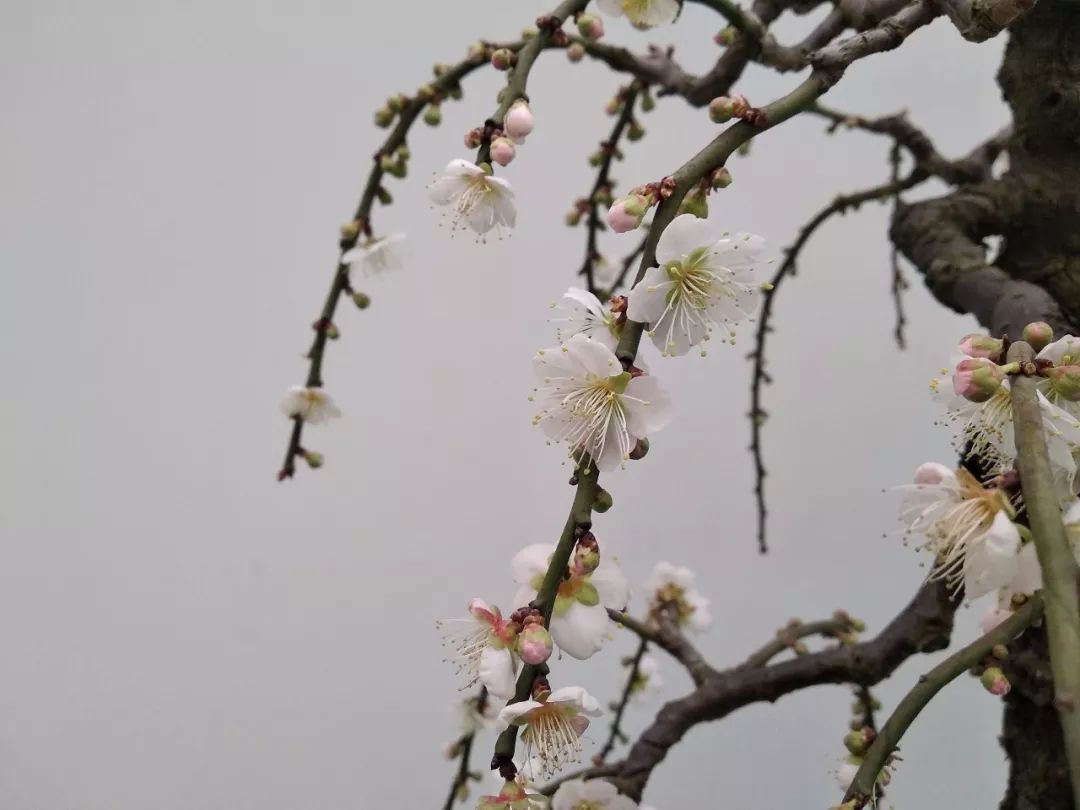 许昌鄢陵腊梅,许昌蜡梅