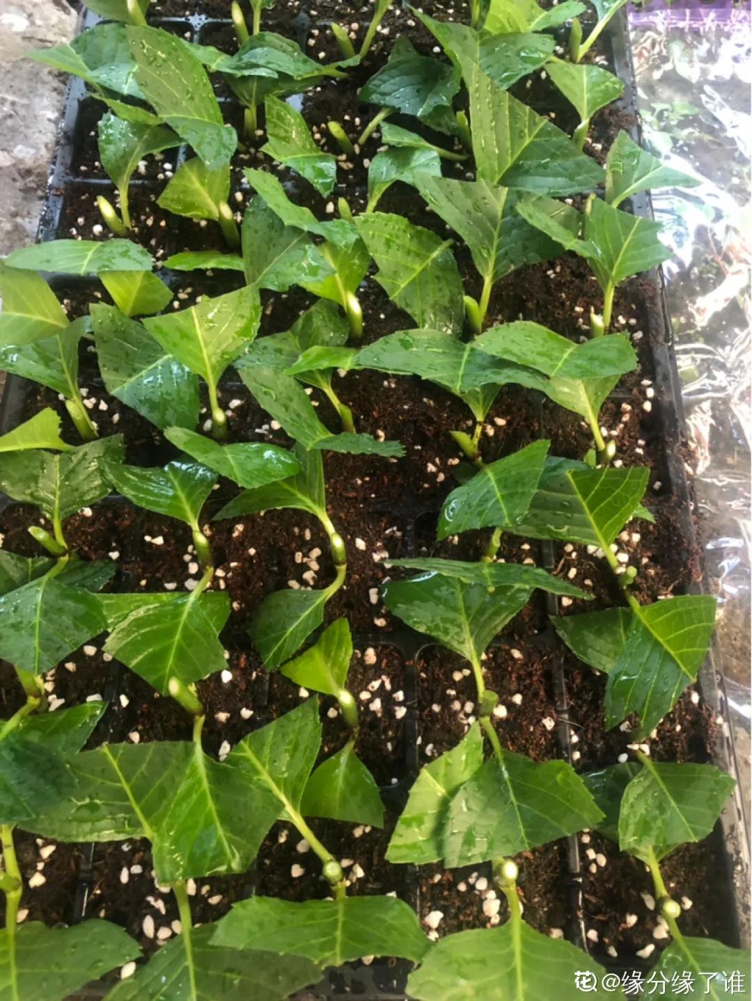 天竺葵怎么扦插容易成活图片,冬季天竺葵扦插怎样成活率高