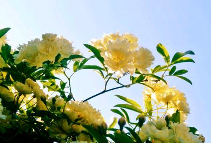 国内一种花，开花时比香水都香，花期长又好养，誉为天下第一香