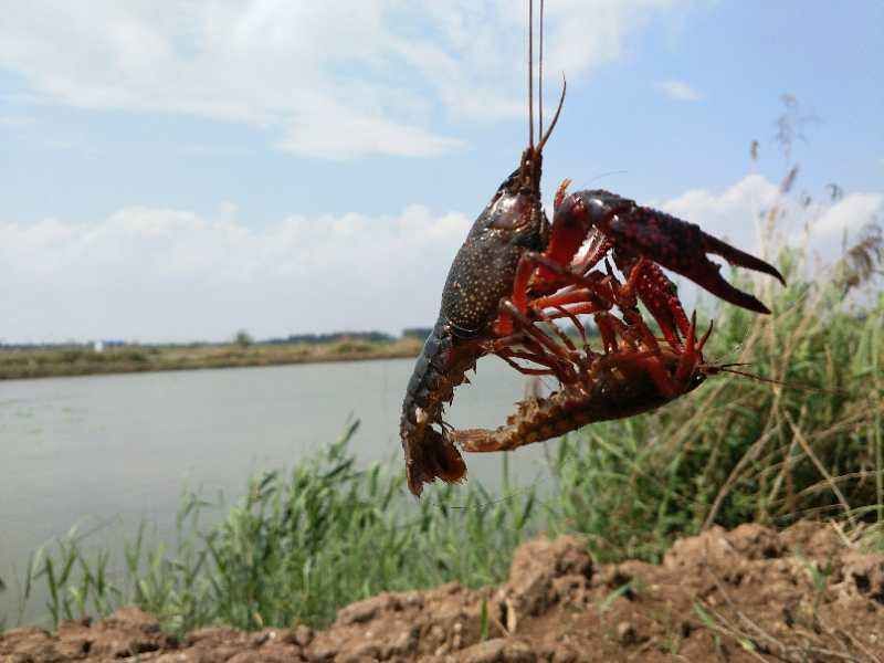 小龙虾用什么饵最好钓,钓小龙虾用什么饵最有效