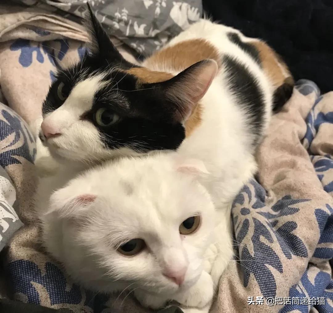 求助！我的猫以为自己是我妈怎么办？