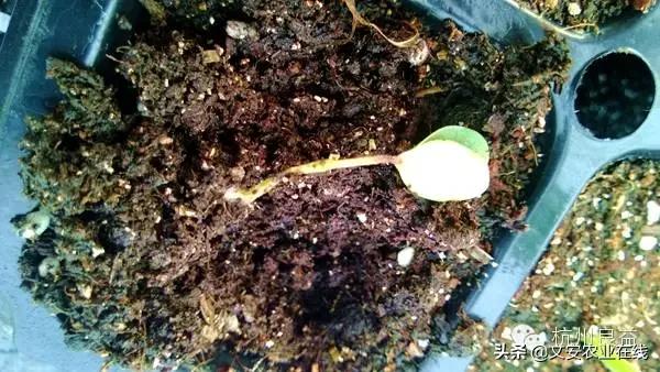 西瓜病虫害防治方法,盆栽西瓜怎么预防虫害