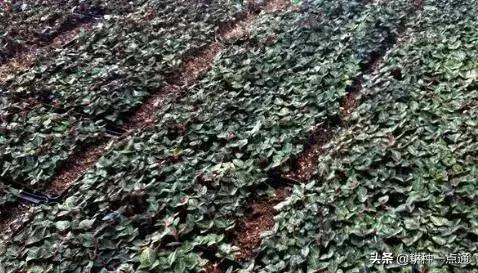 种植金线莲致富,种植金线莲利润怎么样