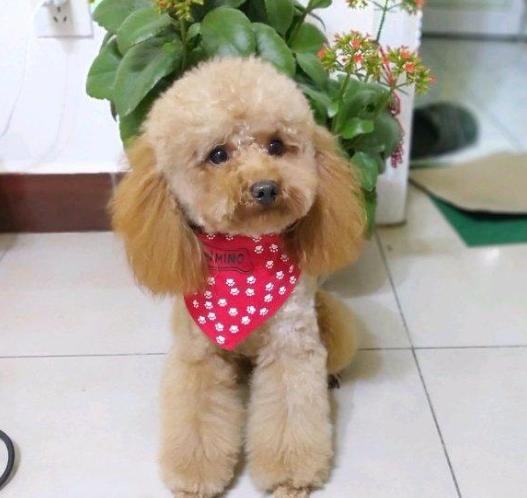 泰迪犬好养吗会不会咬人,泰迪犬好