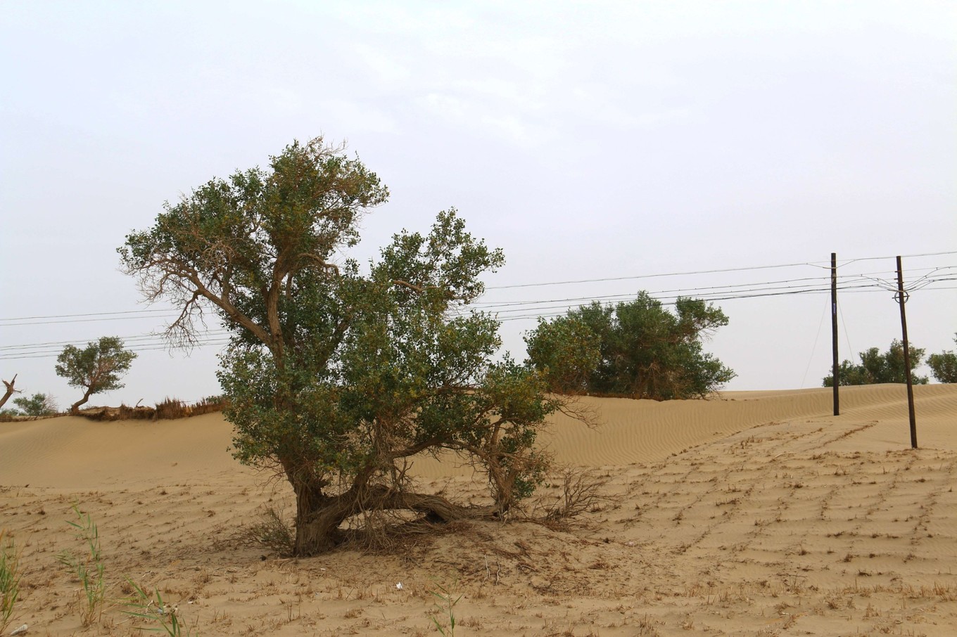 楼兰古国若羌,且末县和若羌县哪个县大