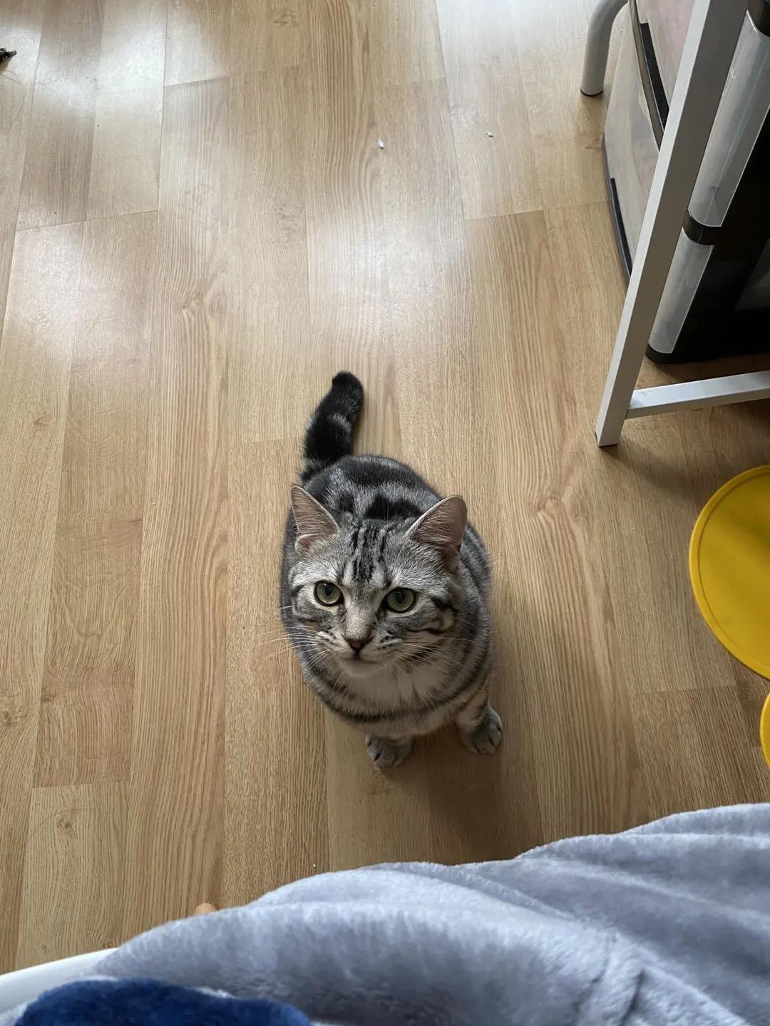 和宠物交流说什么,宠物谈恋爱怎么回事