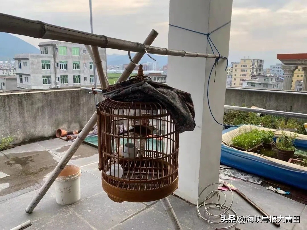 莆田画眉鸟事件,男子捕捉鸟类被逮捕