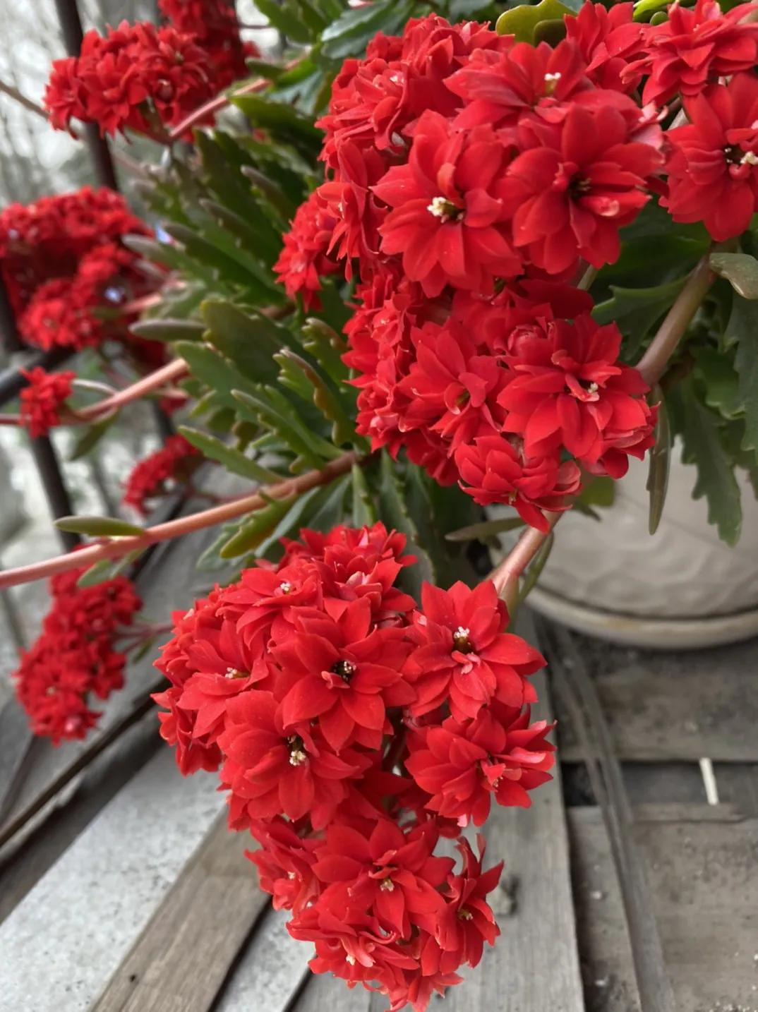 长寿花单瓣品种大全,长寿花100种颜色图片