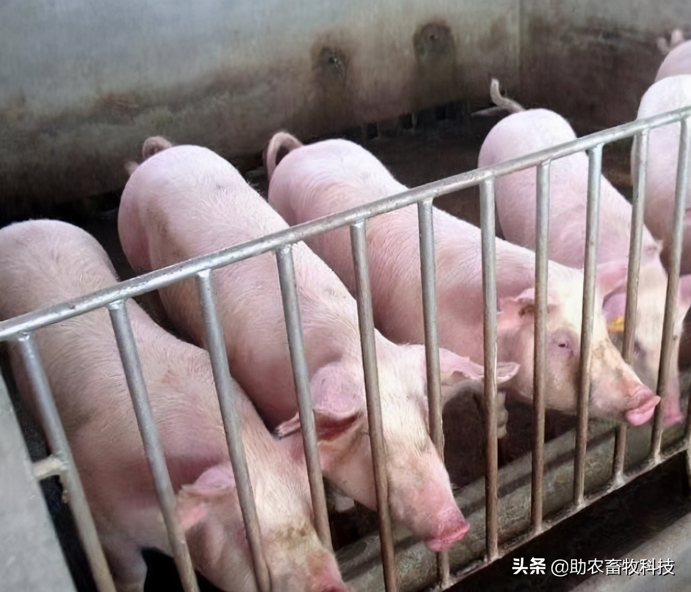 猪发热多少度时用药,猪低温375用什么药