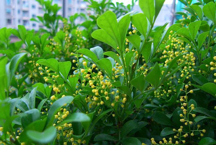 米兰秋季怎样养得又高大,米兰春季养护方法