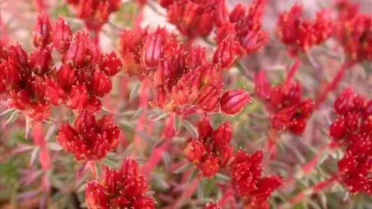 所有保健品都是假的吗,哪些保健品是真的有效