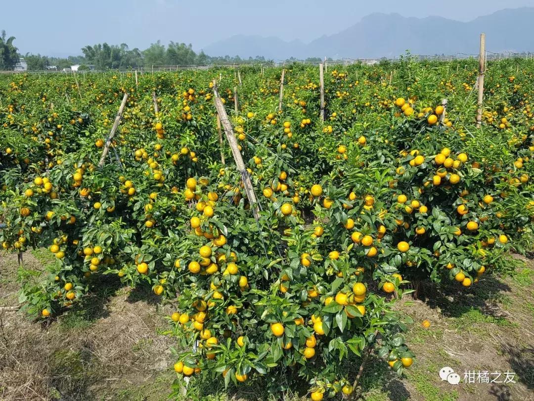 柑橘硼镁锌,柑橘缺镁硼