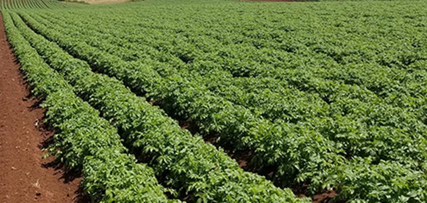 农村种植作物怎么赚钱,农村种植什么赚钱不愁销路大全