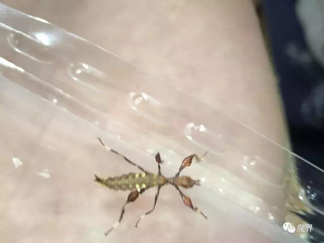 伦敦的爬宠店,隐藏在小区深处的店铺