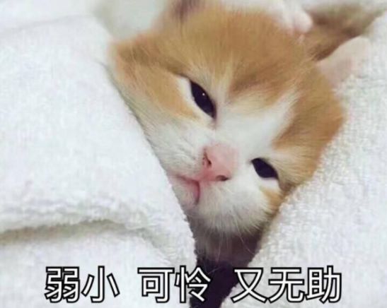 高层养猫必须要装纱窗吗,高层养猫关笼子